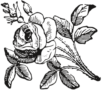 Ilustración de rosa